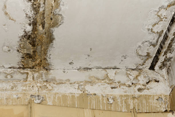Best Asbestos and Lead Testing During Mold Inspection  in Bourbon, IN