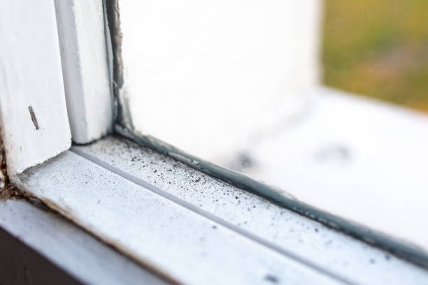 Best Forensic Mold Investigation  in Bourbon, IN