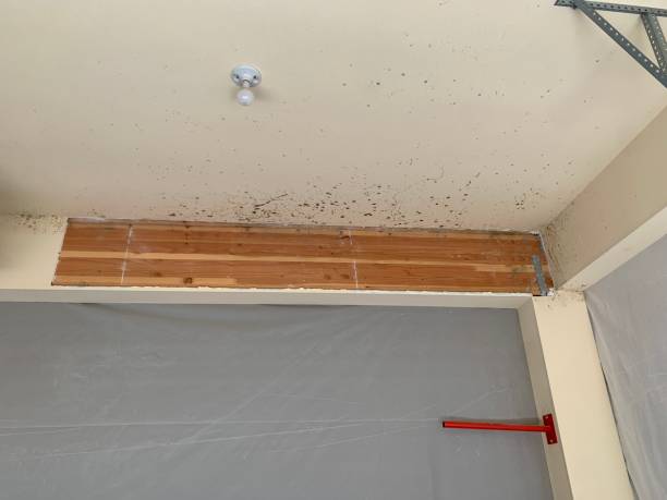  Bourbon, IN Mold Removal Pros
