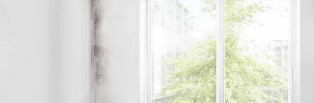 Best Mold Removal for HVAC Installations  in Bourbon, IN