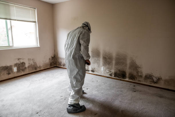 Best Emergency Mold Remediation  in Bourbon, IN