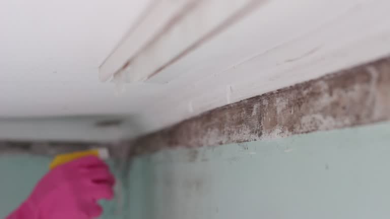 Best Environmental Consulting for Mold Prevention  in Bourbon, IN